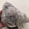 漁吻格陵蘭鰈魚(yú)頭深海特大蝶魚(yú)頭新鮮冷凍鴉片魚(yú)頭商用雅片魚(yú)頭海魚(yú) 【7兩/個(gè)】 碟魚(yú)頭 350g *2個(gè) 曬單實(shí)拍圖