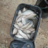 寶福印伊豆日本進(jìn)口散裝魚鉤歪嘴魚鉤有倒刺鯽鯉魚鉤 漁具用品垂釣配件 進(jìn)口伊豆 歪嘴（30枚）有倒刺 3# 曬單實(shí)拍圖
