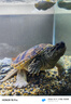 茶巷友名 北美小鱷龜雜佛鱷龜苗活體寵物小烏龜活潑外塘兇猛食用健康幼苗 高黃雜佛鱷龜(8-9cm)(精心挑選) 1只(單身貴族)(孤獨膽小) 曬單實(shí)拍圖
