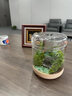 丘辰青苔蘚微景觀(guān)生態(tài)瓶DIY辦公室內綠植桌面小盆栽擺件花卉植物禮物 有光彩虹（充電款） 曬單實(shí)拍圖