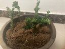 語(yǔ)墨羅漢松盆景樹(shù)苗正宗雀舌紅芽黑珍珠小葉羅漢松樹(shù)苗小米葉盆栽 紅芽珍珠1年苗10厘米5棵泥漿 不含盆 曬單實(shí)拍圖