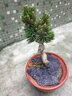 日本黑松盆景樹(shù)樁日本千壽丸盆景黑松小品盆景寸稍盆景千壽丸黑松千壽丸古樁盆景大型 千壽丸盆景花盆隨機發(fā) 曬單實(shí)拍圖