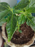 大苗人參果苗 釋迦果 當(dāng)季水果樹苗 人參果盆栽 人參果植物人參果苗帶花帶果室內(nèi)室外盆栽綠植花卉 人參果大苗帶花苞發(fā)兩顆 曬單實拍圖