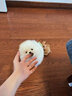 冠聰博美犬活體寵物狗狗超小體寵物狗長(zhǎng)不大的茶杯犬博美狗幼崽寵物狗 寵物級(jí) 公 曬單實(shí)拍圖