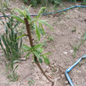 CHUANGSHIJI嫁接桃樹(shù)樹(shù)苗【中華二號冬桃】極晚熟脆甜冬桃樹(shù)苗冬桃苗當年結果 4年苗當年結果 81cm(含)-110cm(含) 曬單實(shí)拍圖