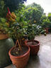 姬緣希金佛手樹(shù)苗帶花果陽(yáng)臺辦公室內庭院佛手盆栽南方北方種植當年結果 10年大苗【4-5個(gè)佛手果發(fā)貨】 曬單實(shí)拍圖