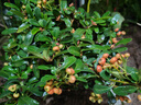 八目尚賞火棘盆景吉祥果盆栽滿(mǎn)堂紅樹(shù)樁綠植觀(guān)果植物陽(yáng)臺客廳庭院紅果花卉 火棘小苗 桿子1CM粗 25-30CM高 曬單實(shí)拍圖