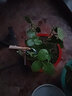 清韻伊人 月季花苗樹苗當(dāng)年開花薔薇花苗爬藤大花卉盆栽地載庭院月季中苗 粉色龍沙寶石【爬藤】 中苗 曬單實(shí)拍圖