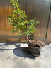 金彈子室內盆栽客廳綠植好養懶人植物辦公室花卉陽(yáng)臺金彈子盆景 金彈子3年苗（原土發(fā)貨不含盆） 曬單實(shí)拍圖