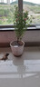 四季開(kāi)花小木槿盆栽花苗多年生灌木陽(yáng)臺觀(guān)花綠植盆栽微型木槿花苗 木槿中苗 不含盆 曬單實(shí)拍圖