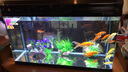 博宇（BOYU）免換水族箱過(guò)濾水泵燈led柜子一體仿生態(tài)金魚(yú)缸玻璃自循環(huán)1米客廳 鋁合金黑色 豪華套餐 （廠(chǎng)家直發(fā)）（加熱棒造景隨機） 80長(cháng)30寬52高缸(增氧過(guò)濾)【造景柜面另購】 曬單實(shí)拍圖