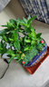 幼薇節(jié)節(jié)高富貴竹植物客廳轉(zhuǎn)運(yùn)綠植盆栽辦公室內(nèi)桌面好養(yǎng)盆景四季常青 九棵富貴竹+深藍(lán)招財(cái)進(jìn)寶瓷盆 帶盆栽好 曬單實(shí)拍圖