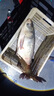 川澤大肚漂海桿遠投魚(yú)漂海釣拋竿阿波浮漂鰱鳙爆閃夜光漂日夜兩用滑漂 大肚漂鉛60g【咬鉤爆閃款】 大浮力阿波漂+CR2032紐扣電池 曬單實(shí)拍圖