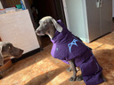 TRUELOVE狗狗衣服棉衣冬裝加厚加絨秋冬季保暖小中大型犬金毛棉服寵物用品 紫色 背長(cháng)70cm 曬單實(shí)拍圖