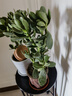 亞招玉樹(shù)盆栽苗老樁大葉玉樹(shù)花植物多肉燕子掌室內客廳綠植花卉 玉樹(shù)五年苗 不含盆 曬單實(shí)拍圖