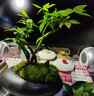 開時果 五福發(fā)財樹盆栽 中式禪意盆景植物書房茶幾擺件綠植源頭直發(fā)包郵 五福發(fā)財樹（鵝蛋盆+密胺底托） 曬單實拍圖