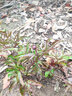 雅卉芍藥花苗庭院花卉四季開(kāi)花易活芍藥根塊帶芽室內盆栽室外庭院植物 【芍藥三棵】 不含盆 曬單實(shí)拍圖