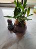 桌面擺件陶瓷 禪意小和尚茶寵擺件創(chuàng)意綠蘿水培植物小花器辦公桌裝飾擺件水培花瓶 哥窯花器祈愿 曬單實拍圖