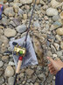 SHIMANO 禧瑪諾紡車輪CALCUTTA CONQUEST 鼓輪CQ101泛用遠投小金輪 21款CQ100HG-7.4速比 左手型 曬單實拍圖
