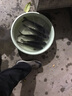 海迪大鯽大鯉釣魚(yú)小藥魚(yú)餌野釣黑坑鯽鯉魚(yú)濃縮料果酸添加劑誘魚(yú)劑漁具 大鯽鯉【500克/大瓶裝】 曬單實(shí)拍圖