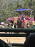 【全年不加價】云南旅游西雙版納告莊尋寶5天4晚私家團 成人 曬單實拍圖
