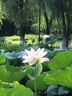 趣氧森（30個裝）創(chuàng)意diy迷你小酒瓶小瓶子仿真食玩酒瓶模型手機殼擺件 30個裝款式隨機+膠水 曬單實拍圖