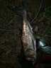川澤新關(guān)東鰱鳙棉花鉤彈簧子線雙鉤釣組魚(yú)鉤綁好成品套裝專用大物魚(yú)鉤 65cm無(wú)刺新關(guān)東4#線號(hào)3.0號(hào) 【鰱鳙彈簧棉花雙鉤套裝】 曬單實(shí)拍圖