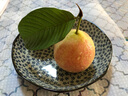 蔬果哆順豐快遞廣東特產(chǎn) 樹(shù)上熟 芭樂(lè )  胭脂紅白肉軟糯 番石榴 雞屎果 1.5kg(三斤順豐空運) 曬單實(shí)拍圖