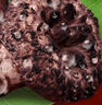 高原云品【干黑虎掌菌】麗江菌菇 精選品質(zhì) Dry black tiger paw fungus 200克干貨 曬單實拍圖