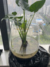 玫瑰情緣滴水觀(guān)音盆栽大海芋霸王芋千手觀(guān)音水培綠植花卉室內植物盆景 30-40公分高 不含盆 曬單實(shí)拍圖