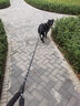 拉維佩特（LOVINGPET）遛狗繩牽引繩小型犬 牽狗繩泰迪牽引繩中小型犬幼犬牽引繩比熊 黑色 粗1.2cm-長1.5m 滌綸 曬單實拍圖
