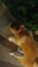 狗狗項圈軟皮舒適不勒脖頸圈寵物泡棉中型犬狗脖套狗圈牽引繩套裝 紅色單項圈 M碼（寬2.0cm*長50cm） 曬單實拍圖