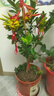 歐悟佛手樹苗盆栽帶果金華佛手柑盆景植物室內(nèi)陽臺庭院花卉綠植果樹苗 佛手8年苗帶果3-4個帶原土 不含盆 曬單實拍圖