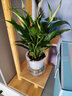 萌肉居小白掌盆栽水培土培綠植花卉好養美酒小白掌植物+早安盆源頭直發(fā) 曬單實(shí)拍圖