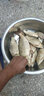 川澤蘆葦夜光漂短腳長(zhǎng)身電子魚(yú)漂底釣羅非鯽魚(yú)鯉魚(yú)高靈敏黑坑競(jìng)技浮漂 FZ-02 吃鉛1.25 大小鯽魚(yú) 316電池蘆葦夜光漂 曬單實(shí)拍圖