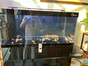 馬印銀龍魚活體大中型熱帶觀賞魚魚缸寵物淡水風(fēng)水魚發(fā)財(cái)魚金龍魚 純血七彩銀龍魚16-18cm 3條  公母搭配 曬單實(shí)拍圖