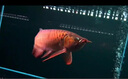 純血印尼紅龍魚活魚大湖赤血辣椒紅龍練手魚苗熱帶大型高端觀賞魚 超血紅龍【16-18cm】視頻看魚 曬單實拍圖