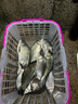 山力士上魚(yú)max2022超長(zhǎng)續(xù)航釣魚(yú)燈超亮大功率藍(lán)光燈野釣強(qiáng)光夜釣 燈31500mah+收納包 曬單實(shí)拍圖