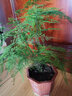 文竹盆栽 大文竹盆栽植物辦公室內桌面綠植 大文竹+花語(yǔ)花盆 含盆 曬單實(shí)拍圖