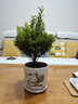 格調(diào)生活小葉赤楠植物盆栽老樁花卉盆景辦公室內(nèi)好養(yǎng)四季常綠陶瓷盆綠植小 五年老樁赤楠+紅梅陶瓷盆+肥料 曬單實(shí)拍圖