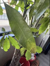植物急救液解決植物黃葉光桿綠植花卉通用室內(nèi)盆栽專用復(fù)活營(yíng)養(yǎng)液 植物急救液*1瓶 曬單實(shí)拍圖
