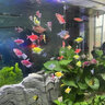 海童（KAIDO）海童魚飼料孔雀魚魚食小型魚熱帶魚斗魚鳳尾魚紅綠燈斑馬魚通用糧 XL糧100g裝(適合8cm以上小魚) 曬單實拍圖