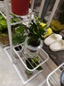 錦楓水培花卉盆栽 辦公室水培綠植花卉盆栽玻璃花盆 九里香 含盆栽好 曬單實(shí)拍圖