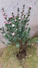 中夢(mèng)冬天開(kāi)花澳洲松紅梅花松雪梅植物盆栽三色梅臘梅年宵花 松紅梅1盆(3-4年苗)-(10-4月開(kāi)花 含盆 曬單實(shí)拍圖