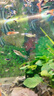 勛貍粑 魚(yú)缸背景紙水族箱壁紙3D高清背景畫(huà)立體裝飾貼畫(huà)仿真底 80cm高152cm長(cháng) 曬單實(shí)拍圖