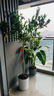 植男植女客廳陽(yáng)臺(tái)大型香水檸檬樹(shù)苗木網(wǎng)紅綠植北歐四季植物室內(nèi)盆栽可食用 白色圓柱盆 精品款帶果香水檸檬-1.6-1.8米-送品牌緩釋肥 曬單實(shí)拍圖