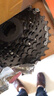 禧瑪諾HG31-8 HG200-8 HG41-8飛輪山地車(chē)8/24速32/34齒塔輪齒輪 HG200-8速（12-32T）卡飛 曬單實(shí)拍圖