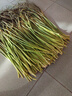 蒜苔嫩蒜苔新鮮批發(fā)斤新蒜苔嫩蒜毫鮮蒜薹 產(chǎn)地直發(fā) 1g 精選新蒜薹【5斤】產(chǎn)地直發(fā) 曬單實(shí)拍圖