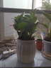 行湘豆瓣綠碧玉綠植水培綠植盆栽盆景+白色南瓜塑料吸水盆 源頭直發(fā) 曬單實拍圖