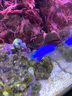 興國海（Singoseafarm）藍魔 活體海水魚 新手海缸闖缸魚 全藍小魚3~4cm快遞包活興國海 藍魔4cm 曬單實拍圖